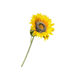 Zijdenbloem zonneblom 42cm